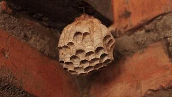 photo of a small wasp nest was in the front yard of the house