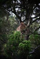 photo of a monkey on the forest