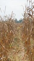 view of the corn fields near my house for background photo