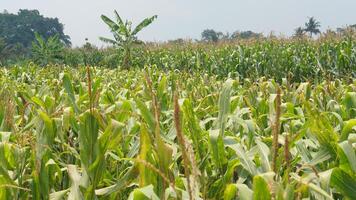 view of the corn fields near my house for background photo