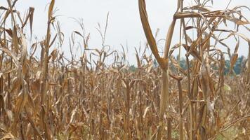 view of the corn fields near my house for background photo