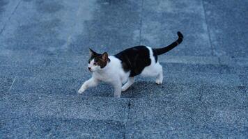 a cat with a black tail on a stone floor photo