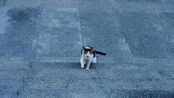 a cat with a black tail on a stone floor photo