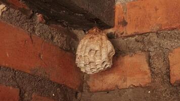 photo of a small wasp nest was in the front yard of the house