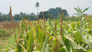 view of the corn fields near my house for background photo