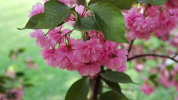 sélectif concentrer de magnifique branches de rose Cerise fleurs sur le arbre. magnifique Sakura fleurs pendant printemps saison dans le parc, flore modèle texture, la nature floral Contexte video