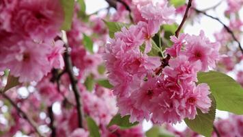 Selective focus of beautiful branches of pink Cherry blossoms on the tree. Beautiful Sakura flowers during spring season in the park, Flora pattern texture, Nature floral background video