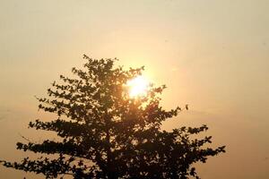 A shady tree that turns its back on the sun but becomes beautiful when viewed from this perspective photo