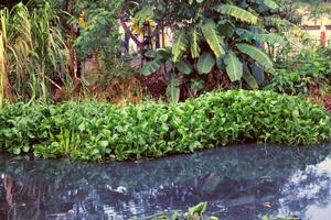 Floating water hyacinth plants parallel to the others. photo
