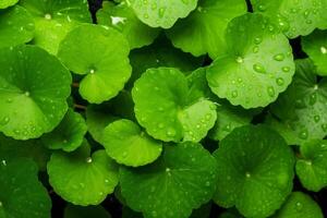 verde hojas con agua gotas en ellos foto