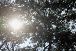 The sun shines between the dense trees in the morning photo