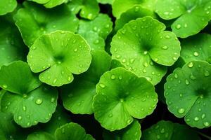 green leaves with water droplets on them photo