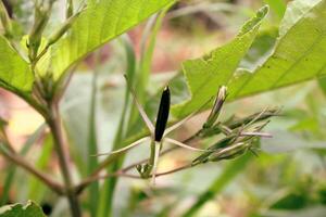 Purple golden plants Ruellia Tuberosa that grow wild on the side of the road photo