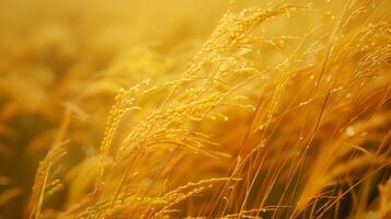 ai generado realista fotografía de un amarillo arrozal Listo a cosecha. generado por artificial inteligencia. foto