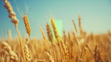 AI generated Golden wheat field. Background with copy space. Golden grain, close up, landscape concept. Generated by artificial intelligence. photo