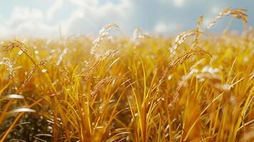 AI generated Realistic photograph of a yellow paddy ready to harvest. Generated by artificial intelligence. photo