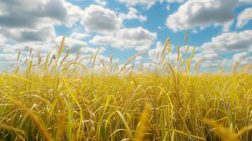 ai generado realista fotografía de un amarillo arrozal Listo a cosecha. generado por artificial inteligencia. foto
