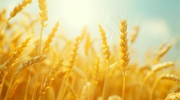 AI generated Golden wheat field. Background with copy space. Golden grain, close up, landscape concept. Generated by artificial intelligence. photo