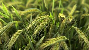 AI generated A pile of highland barley seedlings. Generated by artificial intelligence. photo