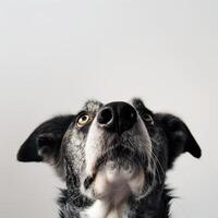 AI generated Closeup photo of a dog looking up, against on a white background. Generated by artificial intelligence.