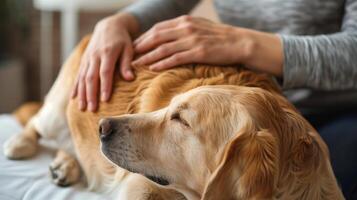 AI generated A photo of a woman's hands doing a professional massage on the back of a dog. Generated by artificial intelligence.