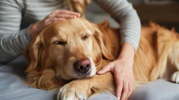 AI generated A photo of a woman's hands doing a professional massage on the back of a dog. Generated by artificial intelligence.