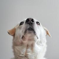 AI generated Closeup photo of a dog looking up, against on a white background. Generated by artificial intelligence.