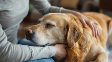 AI generated A photo of a woman's hands doing a professional massage on the back of a dog. Generated by artificial intelligence.