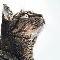 AI generated Closeup photo of a cat looking up, against on a white background. Generated by artificial intelligence.