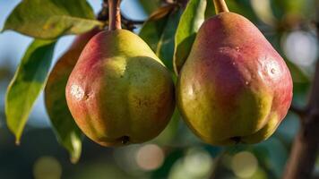 ripe juicy pear on a branch in the garden close-up photo