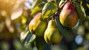 ripe juicy pear on a branch in the garden close-up photo