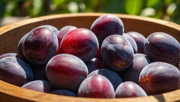 ripe plum in a wooden box against the background of the garden harvest photo