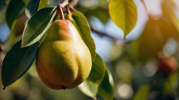 ripe juicy pear on a branch in the garden close-up photo