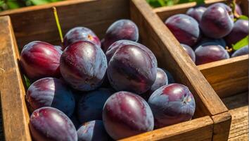 ripe plum in a wooden box against the background of the garden harvest photo