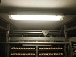 In an egg incubation machine with lamp lighting. Hatching Eggs in the trolley with lighting on roof top. photo