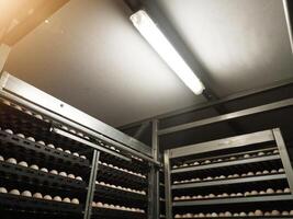 In an egg incubation machine with lamp lighting. Hatching Eggs in the trolley with lighting on roof top. photo