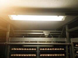 In an egg incubation machine with lamp lighting. Hatching Eggs in the trolley with lighting on roof top. photo