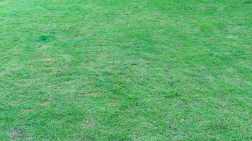 Natural green grass texture background. Green lawn for golf or football field backgrounds. photo