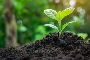 Delicate young plant growing from soil, small plant growing out of the ground photo