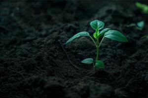 Delicate young plant growing from soil, small plant growing out of the ground photo