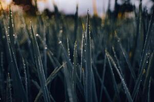 Newly grown rice leaves with dew in the morning photo