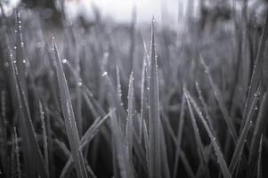 Newly grown rice leaves with dew in the morning photo