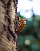 katydid pupation in the morning photo