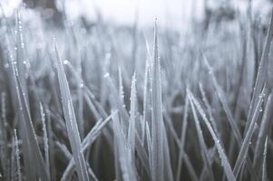 Newly grown rice leaves with dew in the morning photo