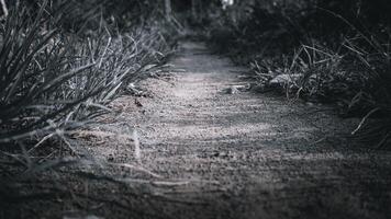 camino en el suelo con malas hierbas foto