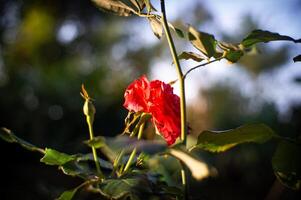 rosas floreciente en el Mañana con Rocío en el hojas y un borroso antecedentes foto