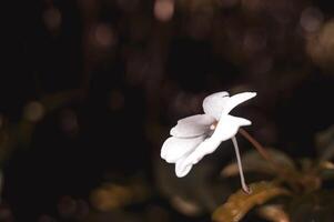 wild flowers that bloom in the morning photo