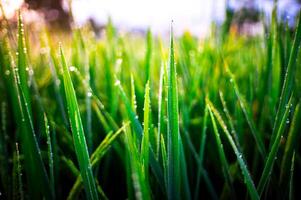 Newly grown rice leaves with dew in the morning photo