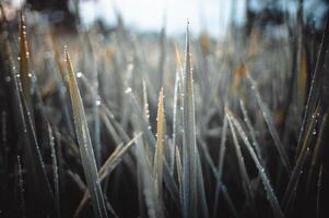 Newly grown rice leaves with dew in the morning photo