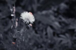crasocéfalo crepidioides es un blanco flor silvestre foto